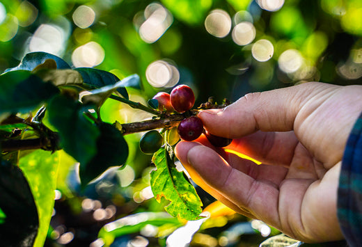 Climate Change and Coffee Beans