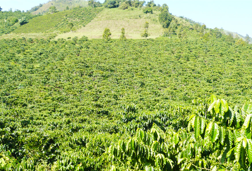 Vietnam Coffee