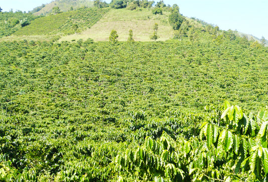 Vietnam Coffee